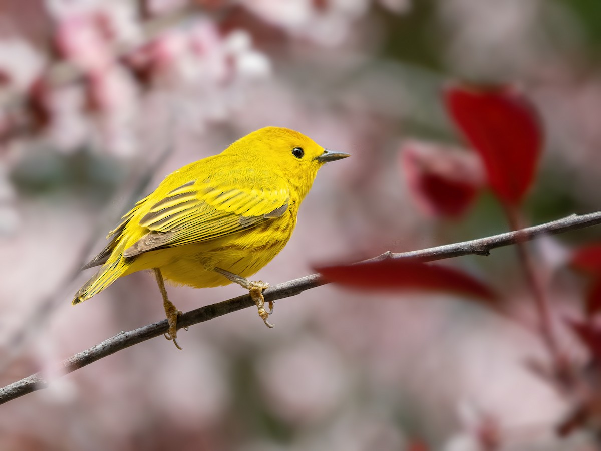 Yellow Warbler - Danielle  A