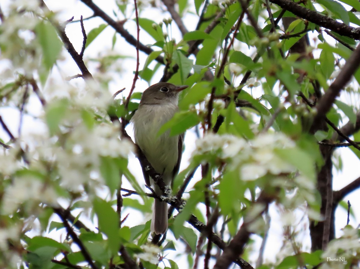 Least Flycatcher - ML619202952