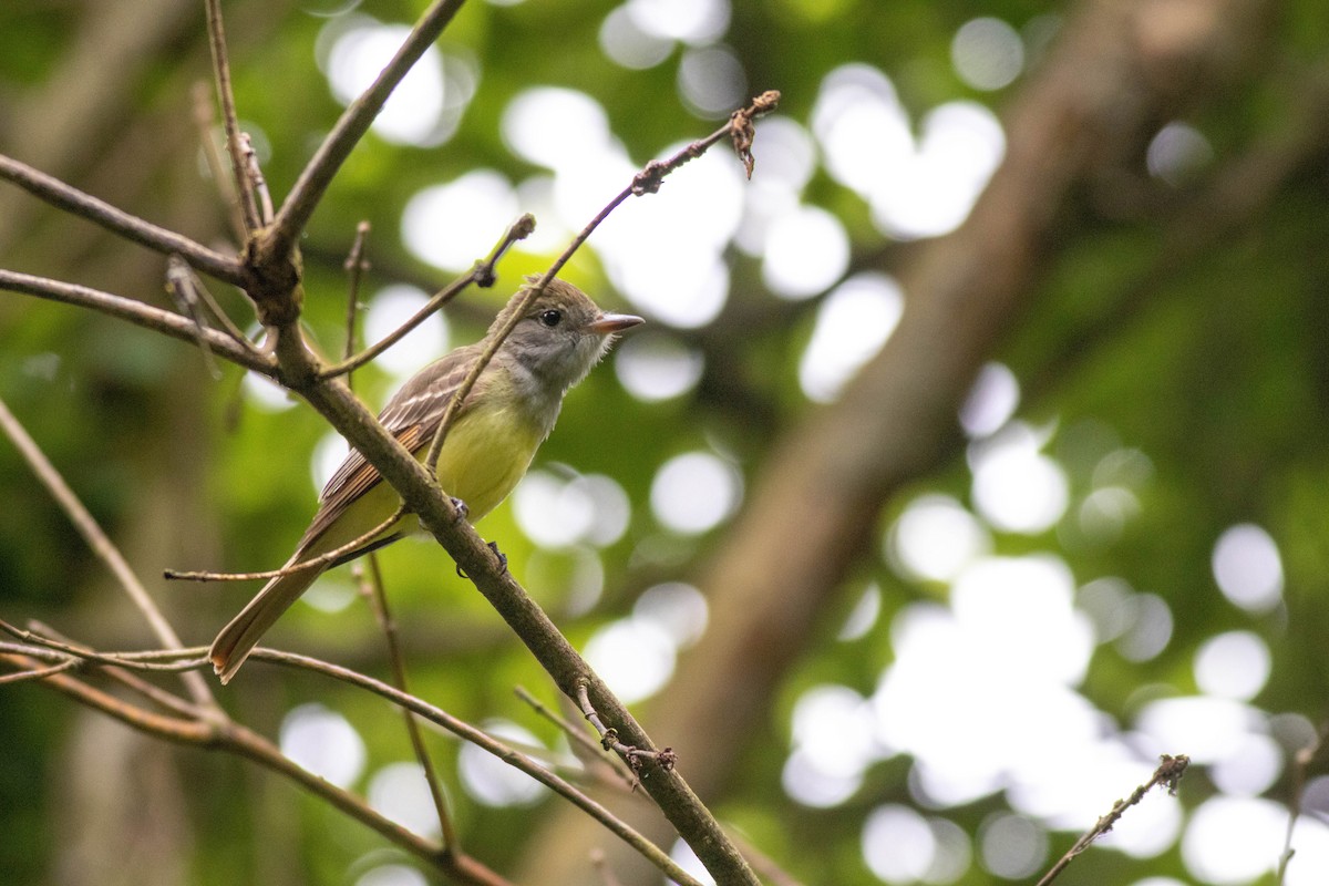 Great Crested Flycatcher - John Garrison