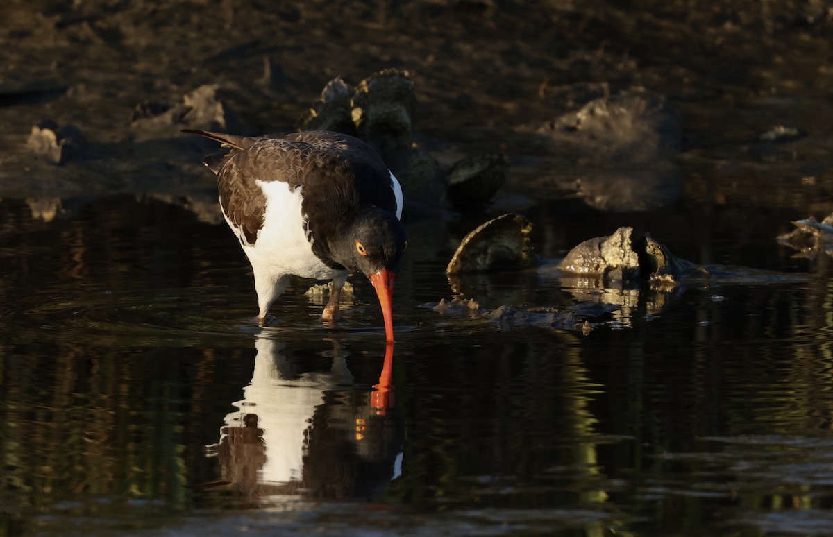 American Oystercatcher - Grace Simms  🐦‍⬛