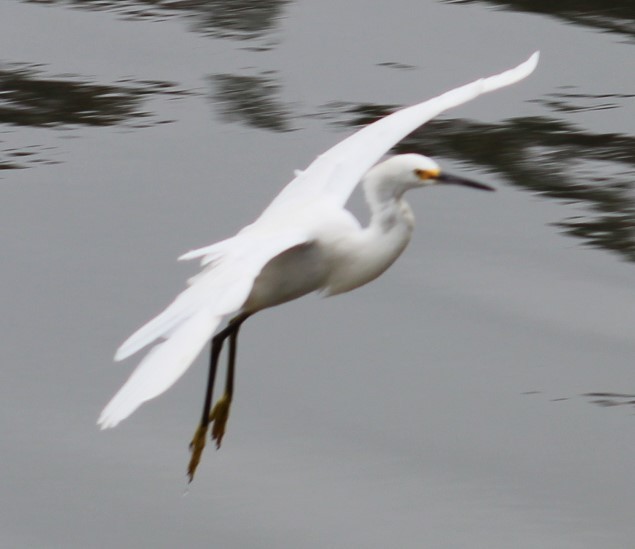 Snowy Egret - Richard Breisch