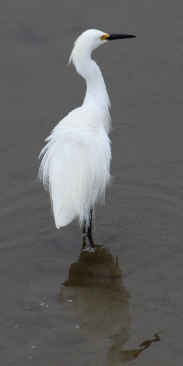 Snowy Egret - Richard Breisch