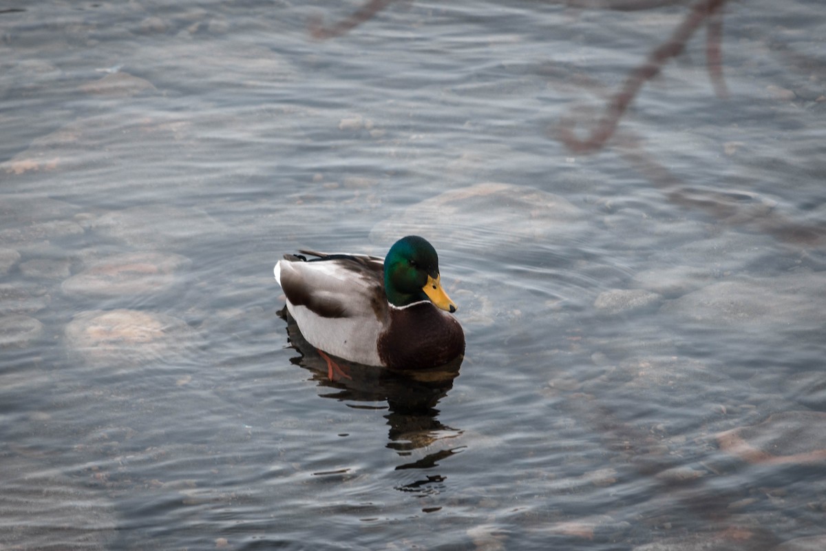 Mallard - Yifei Ma