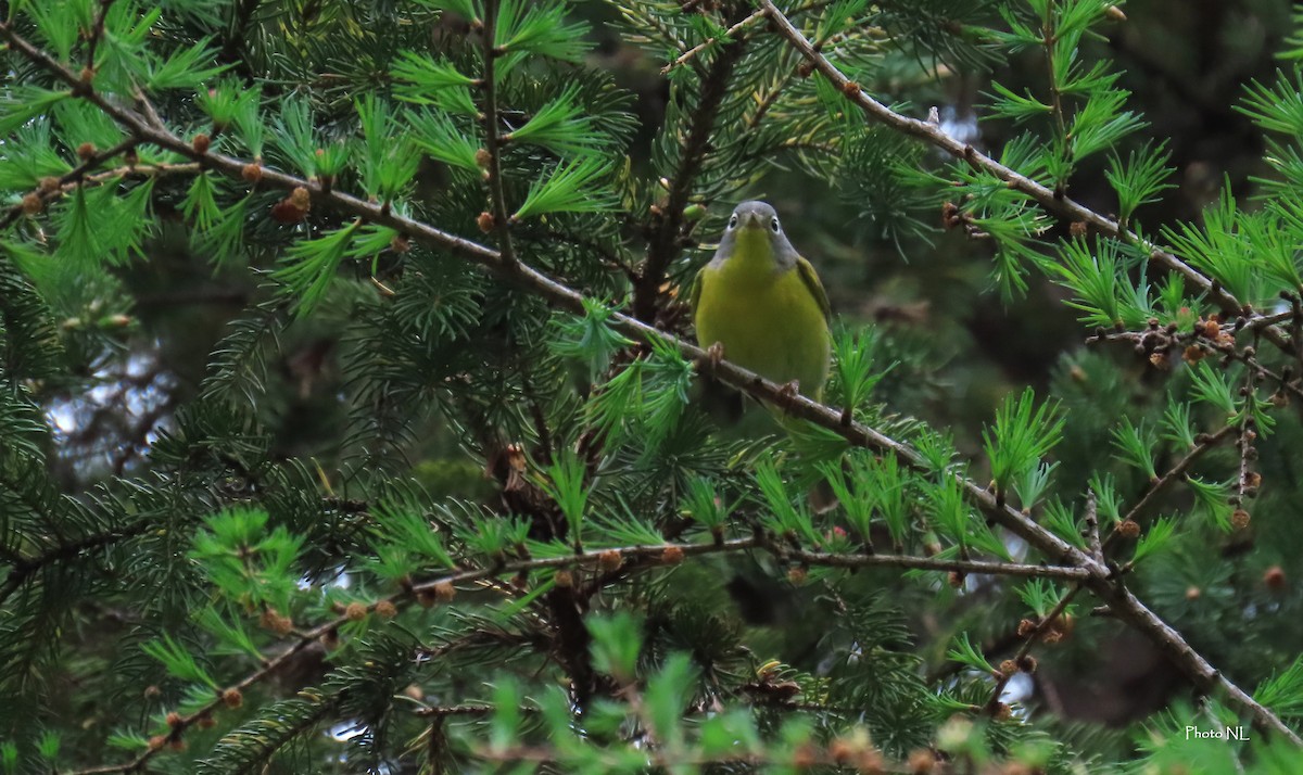 Nashville Warbler - ML619202977