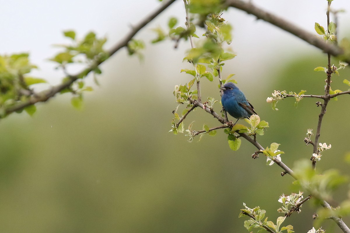 Indigo Bunting - Kyle Gage