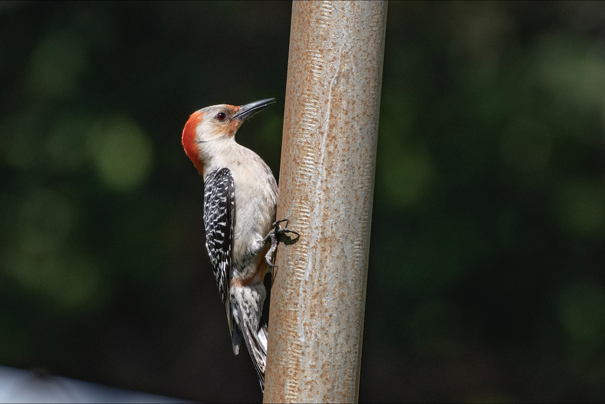 Red-bellied Woodpecker - Lauren Davies