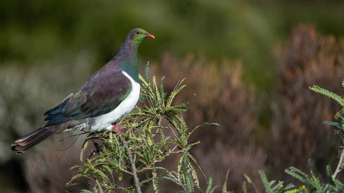 New Zealand Pigeon - Brendan Tucker