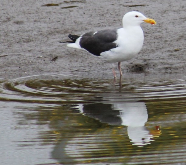 Western Gull - Richard Breisch