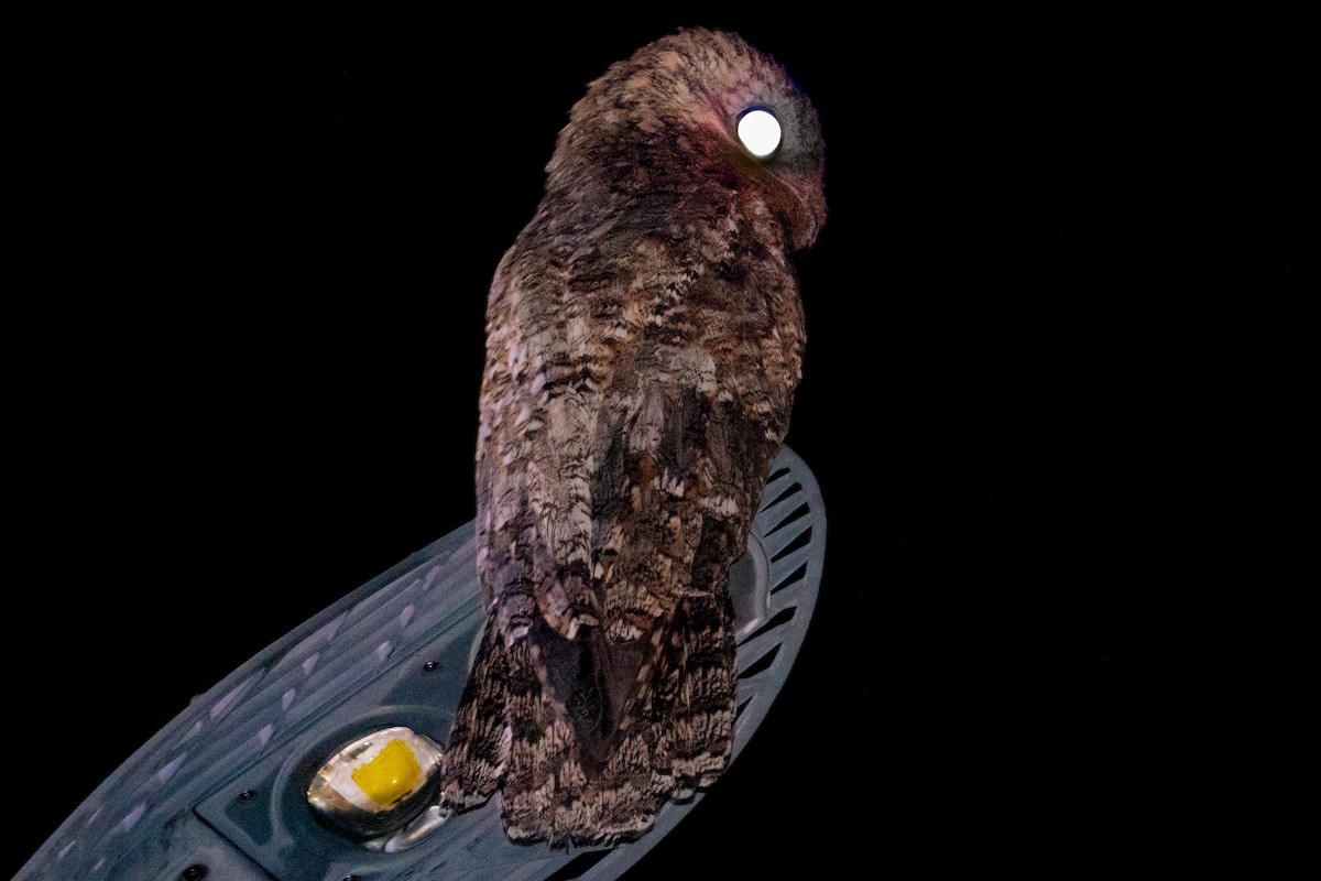 Great Potoo - ML619203010