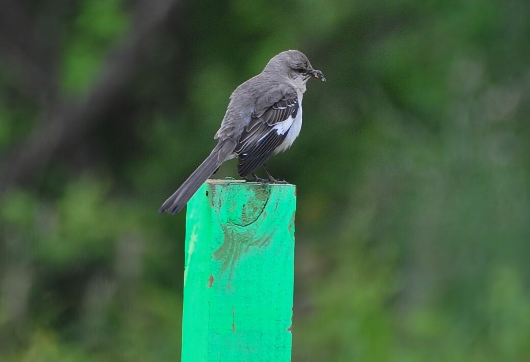 Northern Mockingbird - David Argent