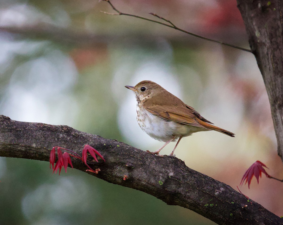 Hermit Thrush - ML619203031