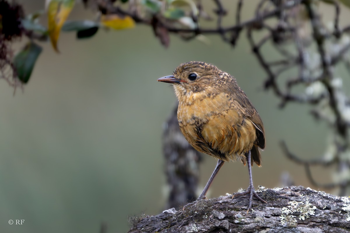 Tawny Antpitta - Roxie Fu