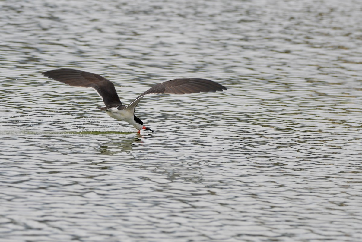 Black Skimmer - Elisa Focante