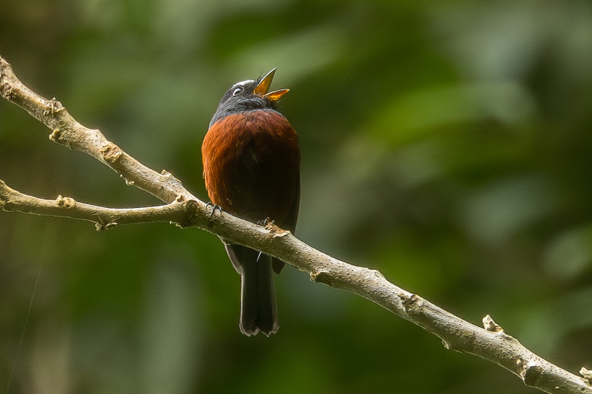 Chestnut-bellied Chat-Tyrant - Heiler Uribe