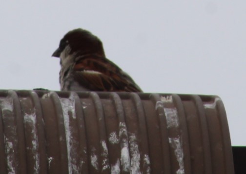 House Sparrow - ML619203052