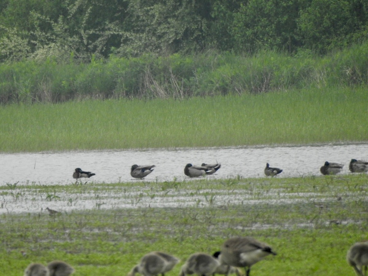 Wood Duck - ML619203061