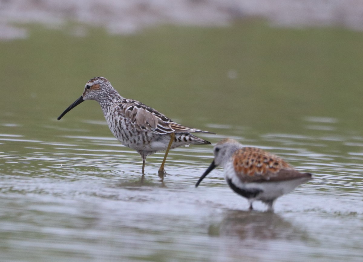 Stilt Sandpiper - ML619203065