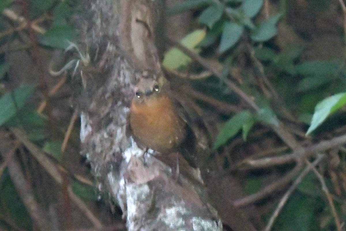Rufous-browed Wren - ML619203082