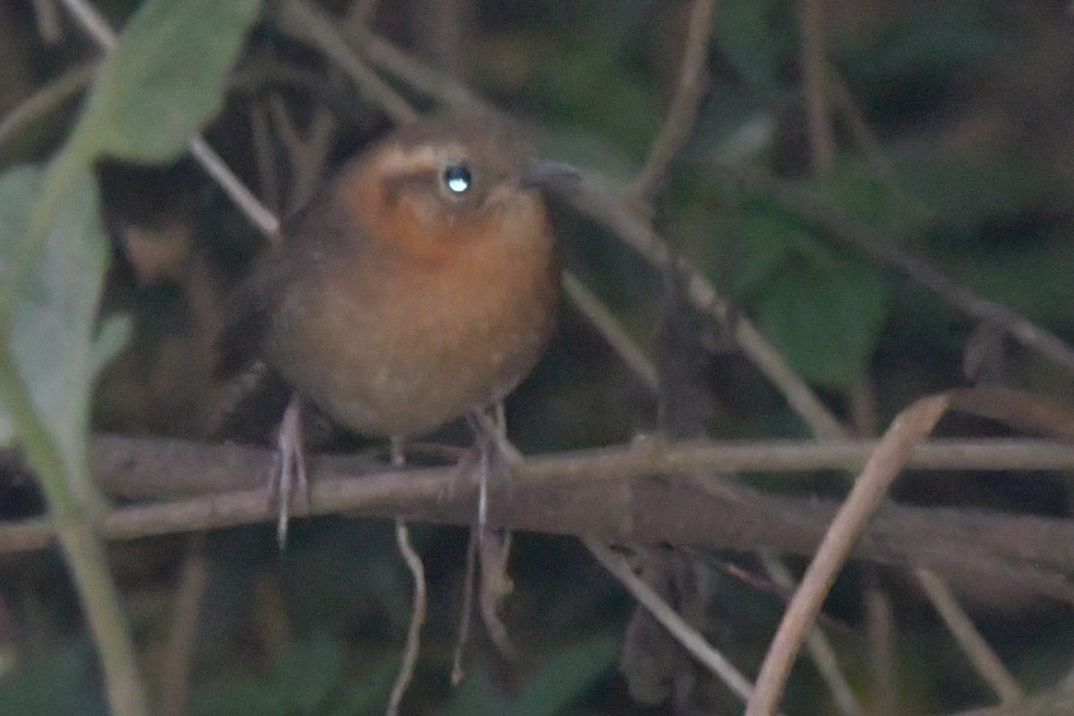 Rufous-browed Wren - ML619203083