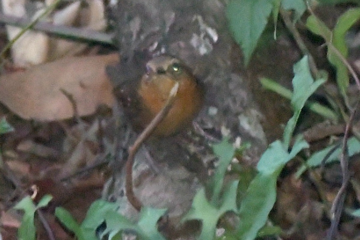 Rufous-browed Wren - ML619203084
