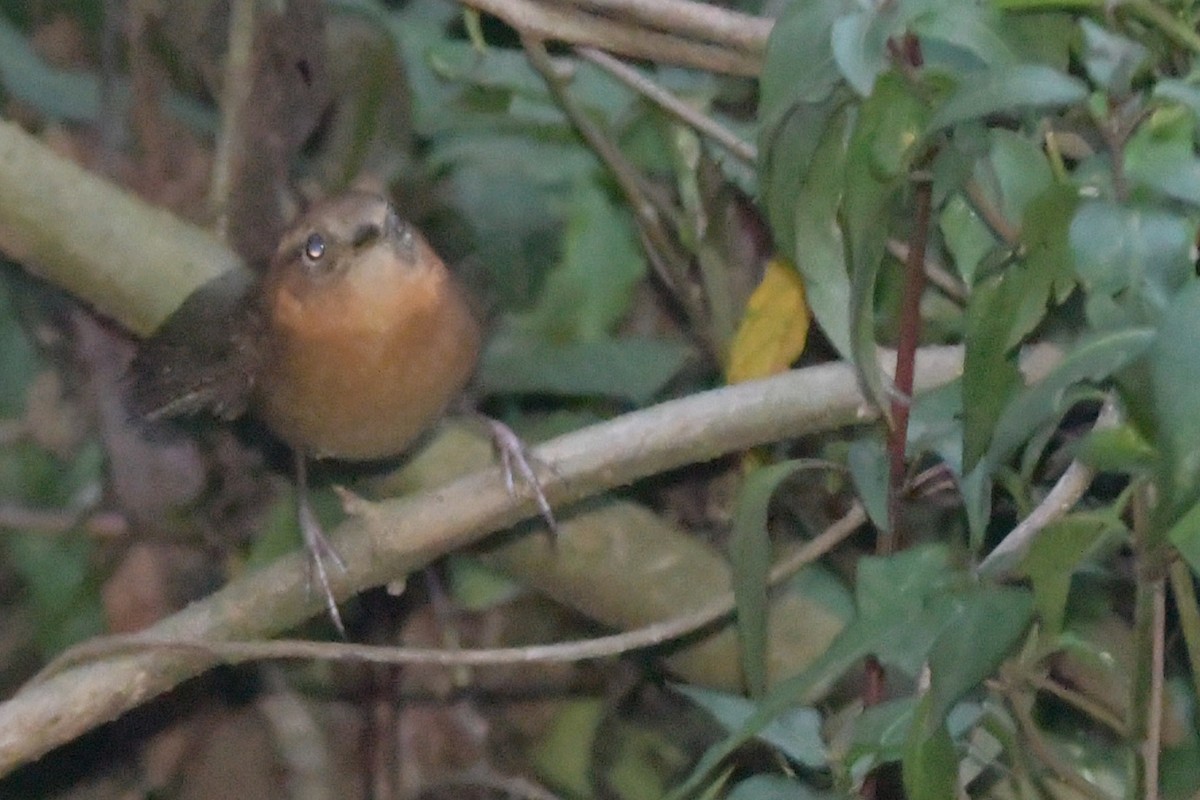 Rufous-browed Wren - ML619203085
