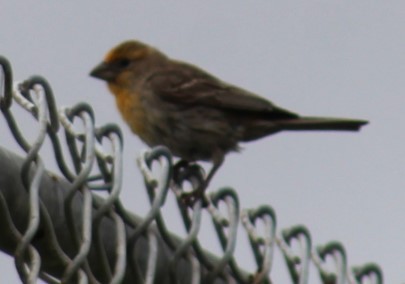 House Finch - ML619203089