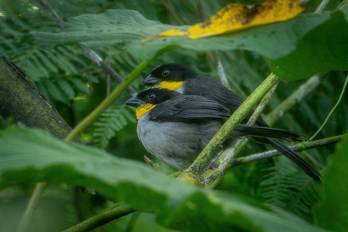 White-naped Brushfinch - Heiler Uribe