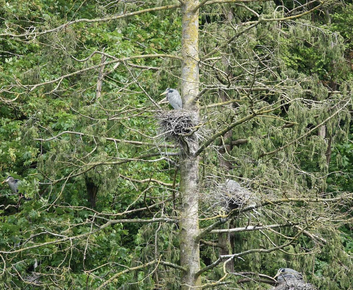 Great Blue Heron - deidre asbjorn