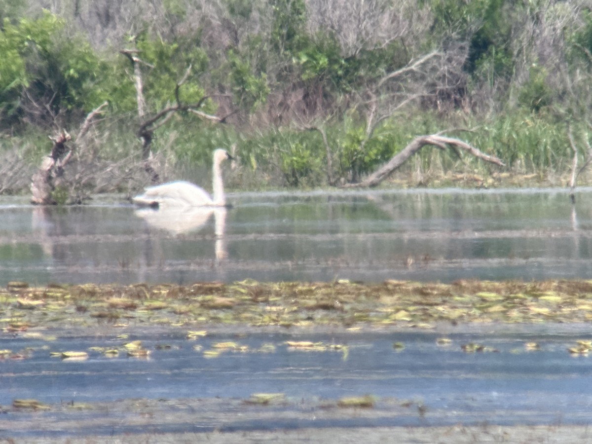 Cisne Trompetero - ML619203102