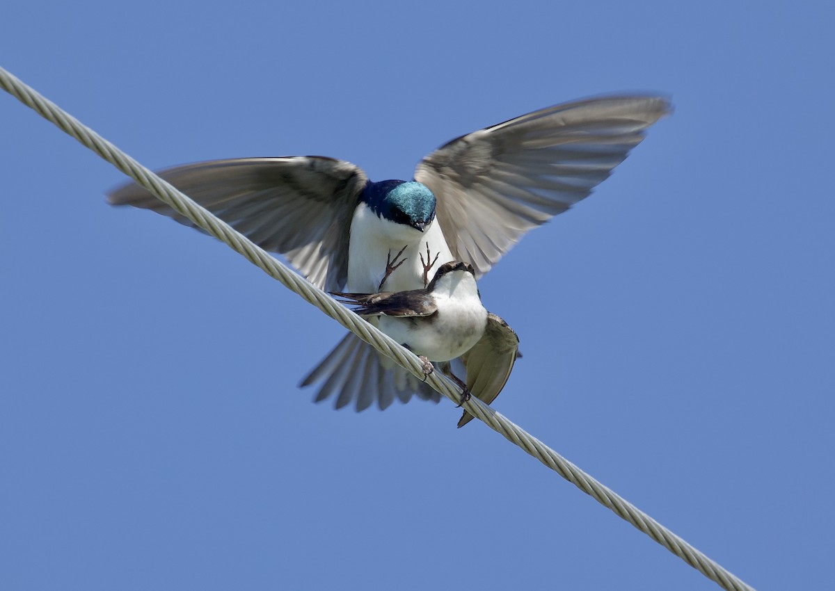 Tree Swallow - ML619203115