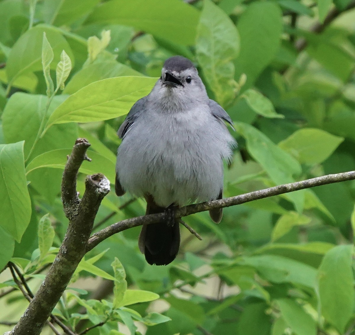 Gray Catbird - deidre asbjorn