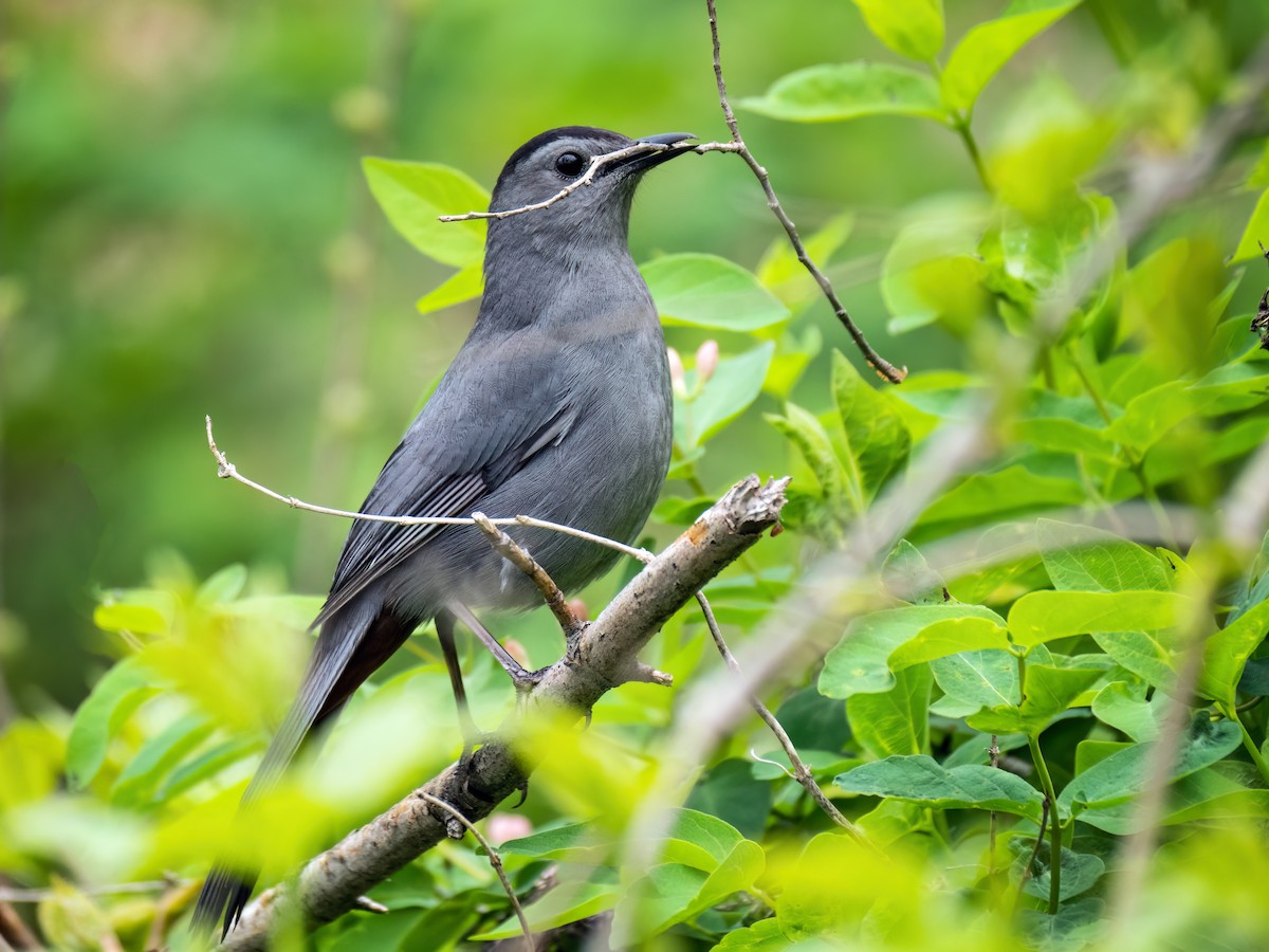 Gray Catbird - Danielle  A