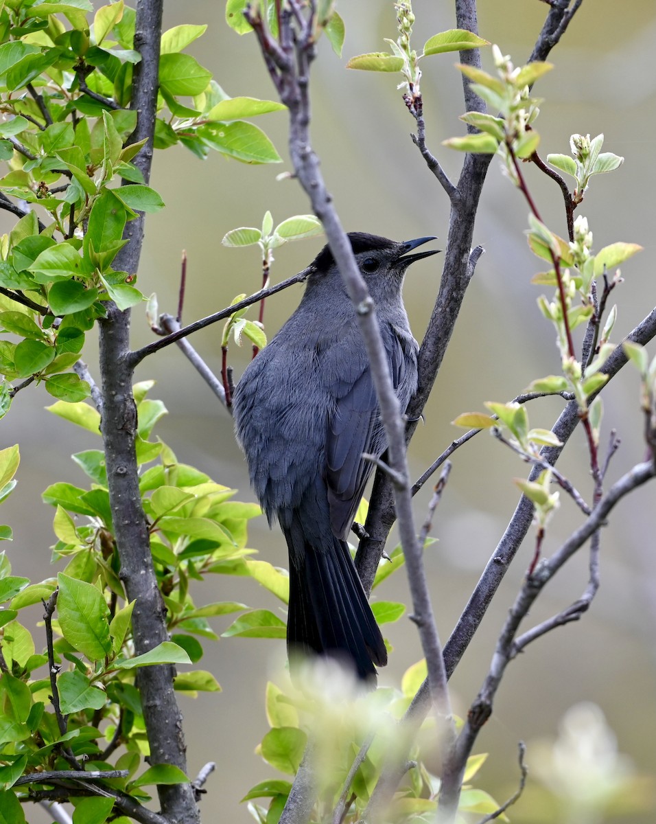 Gray Catbird - Cheryl Harmsworth