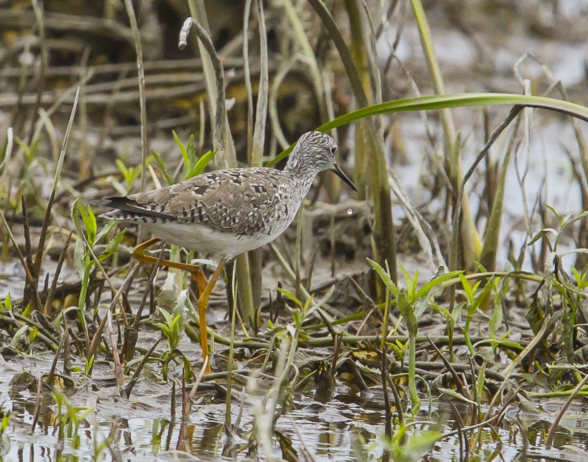 Lesser Yellowlegs - ML619203128