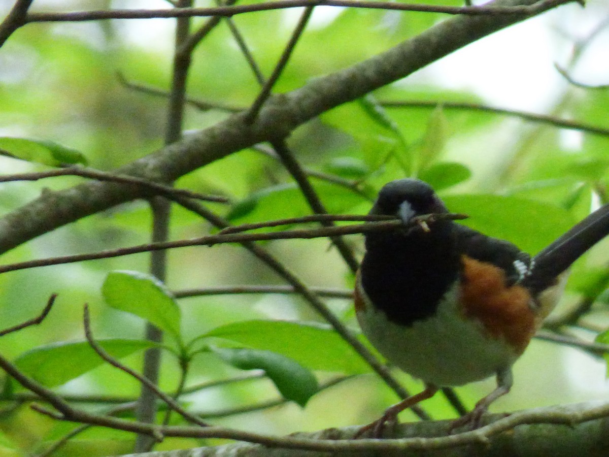 Eastern Towhee - Susan Miller