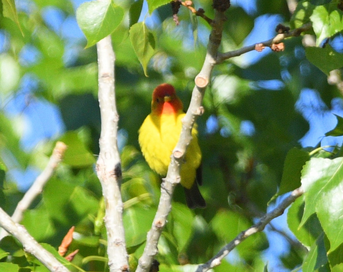 Western Tanager - Peter Olsoy