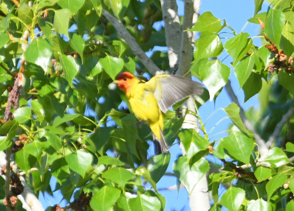 Western Tanager - Peter Olsoy