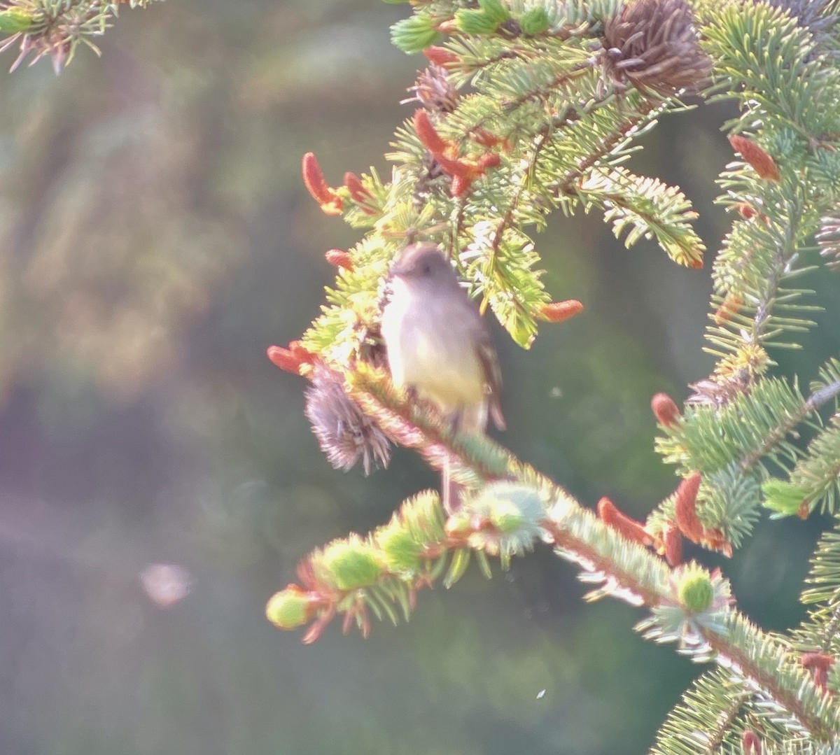 Willow Flycatcher - ML619203137