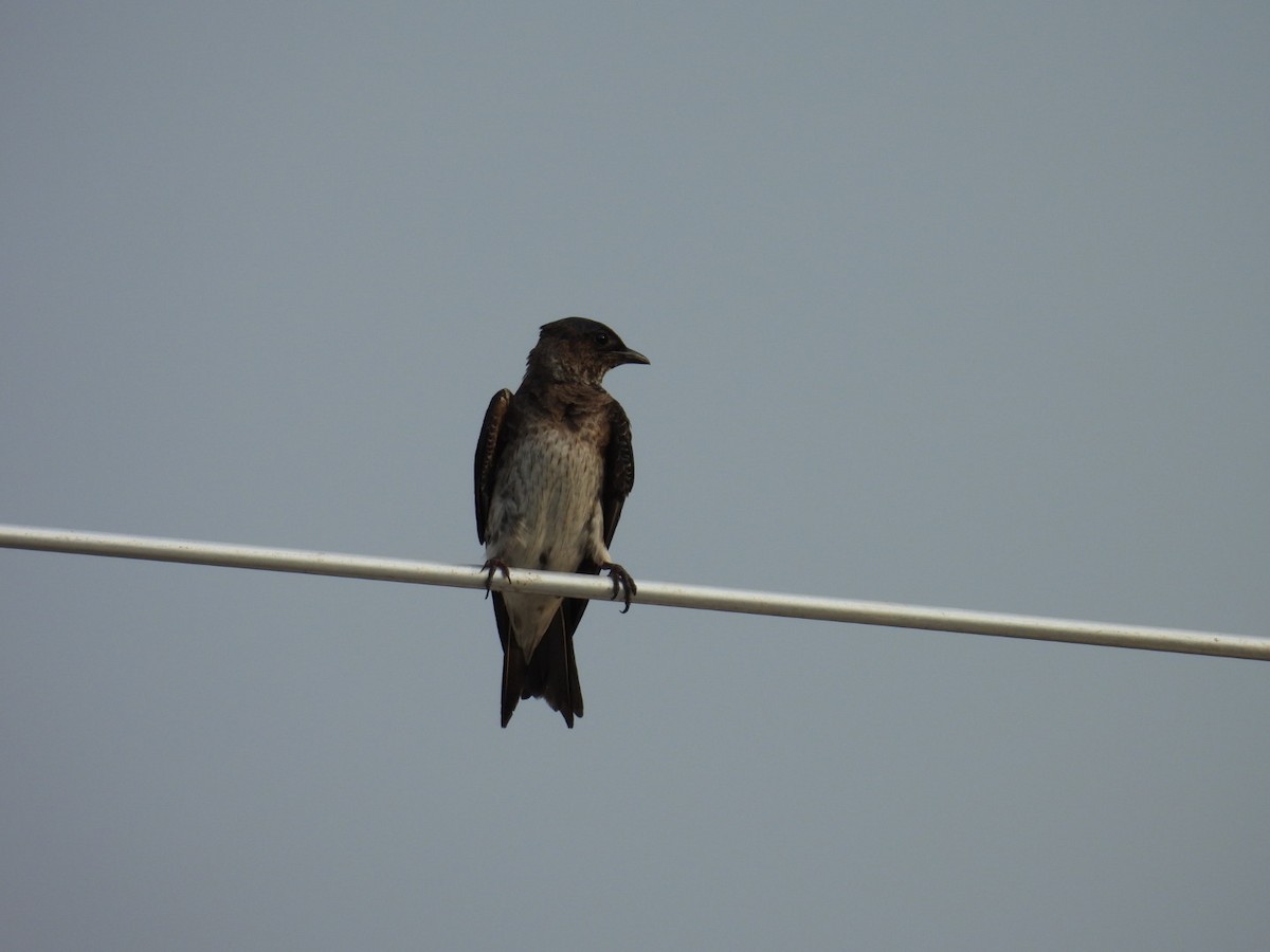 Purple Martin - Denise Rychlik