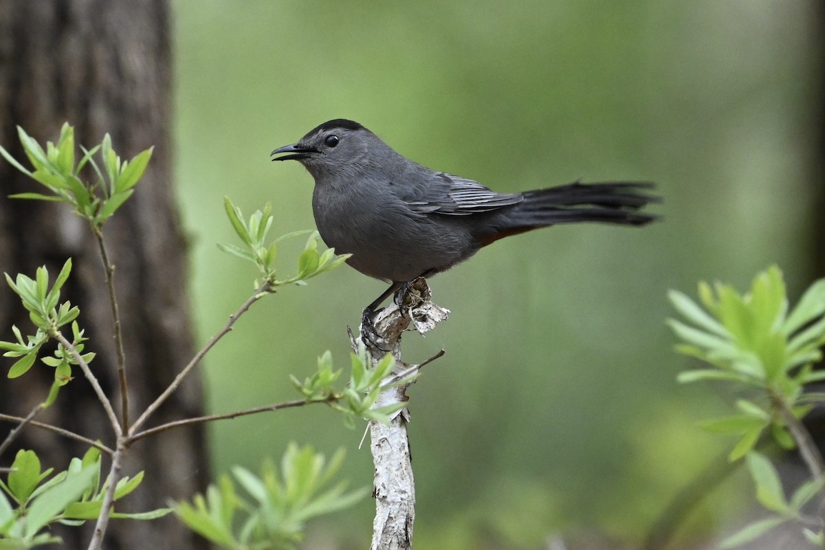 Gray Catbird - ML619203139