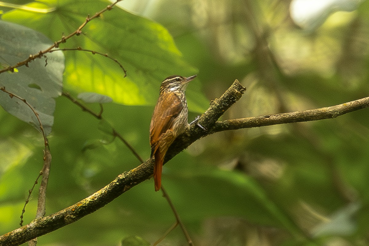 Streaked Xenops - Heiler Uribe