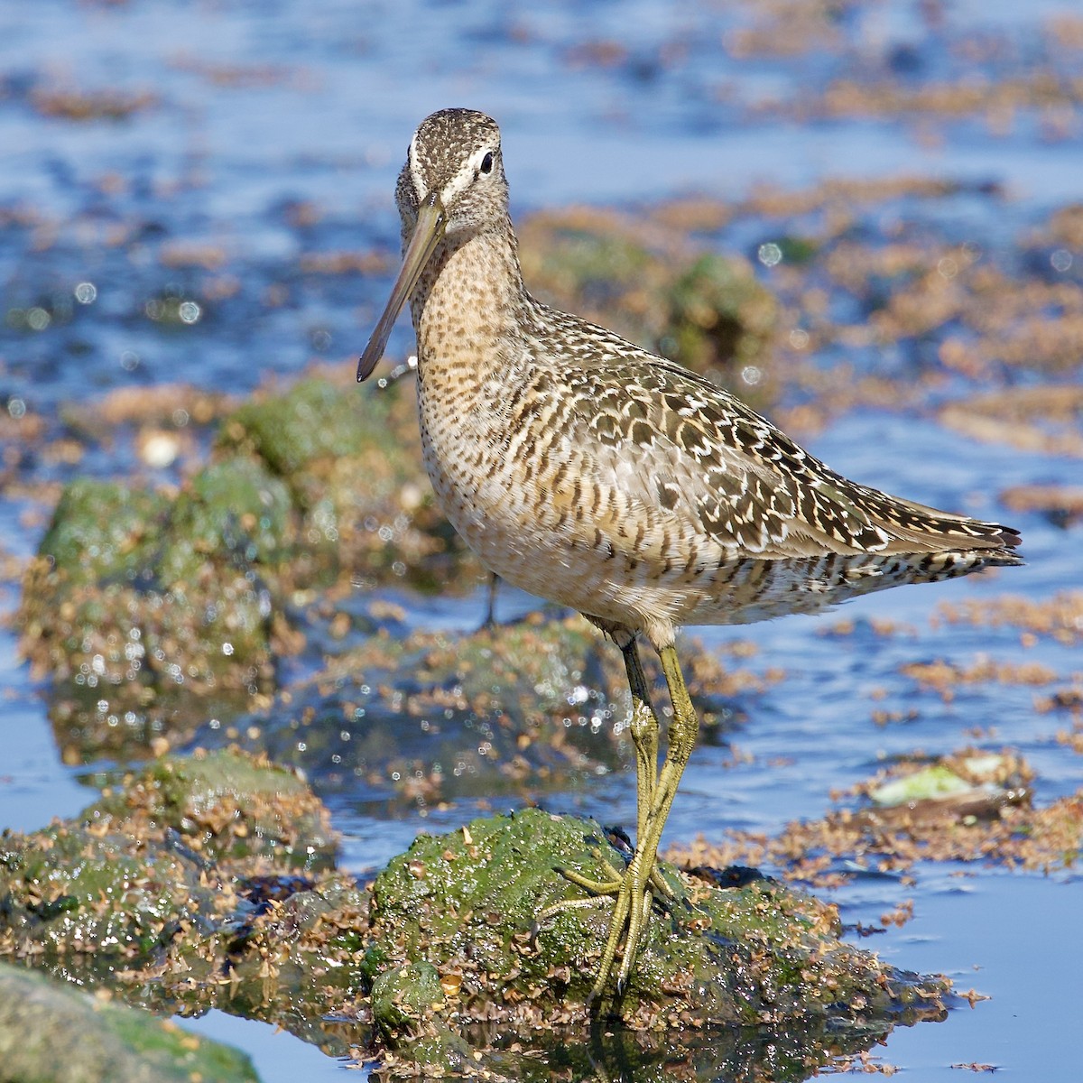 kortnebbekkasinsnipe - ML619203144