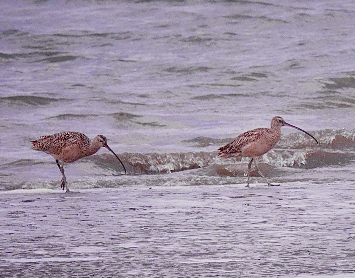 Long-billed Curlew - ML619203145