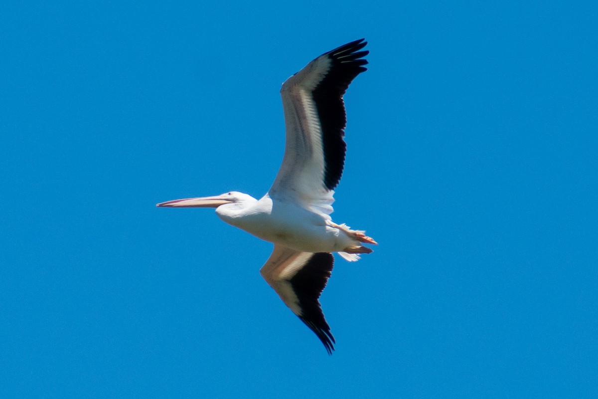 American White Pelican - ML619203152