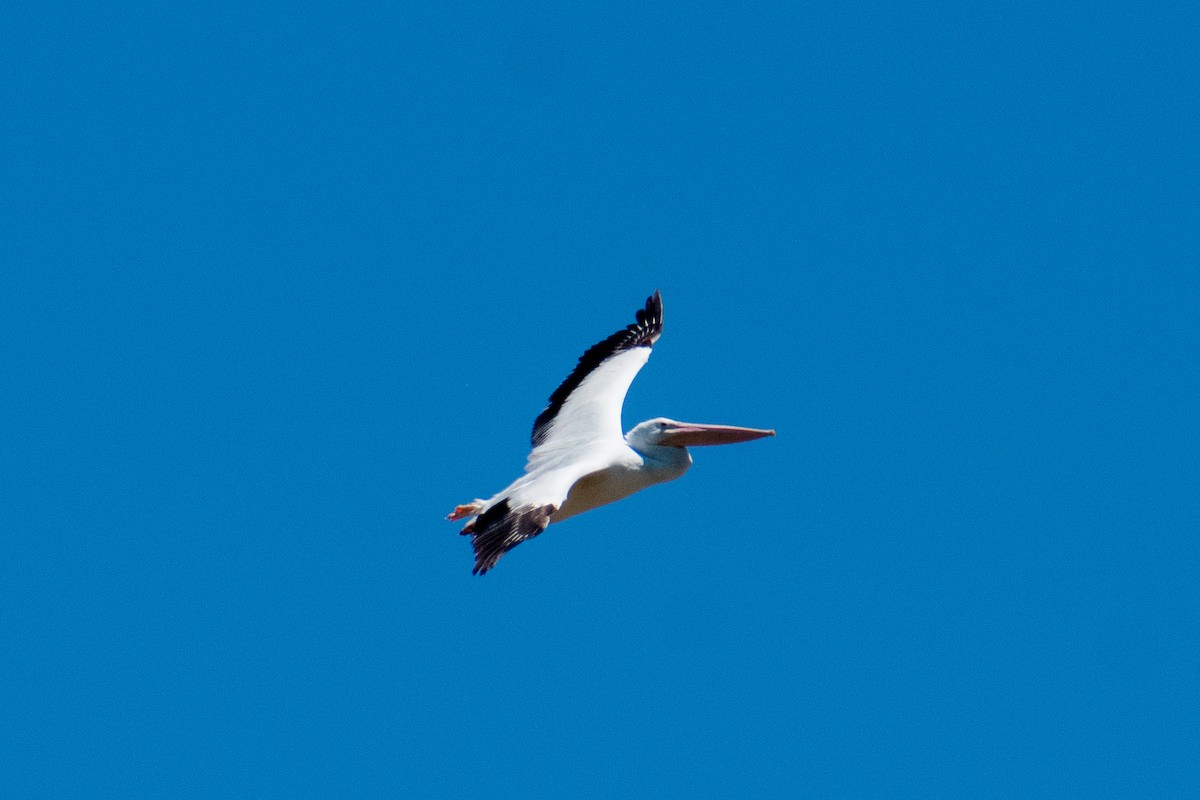 American White Pelican - Dawn S