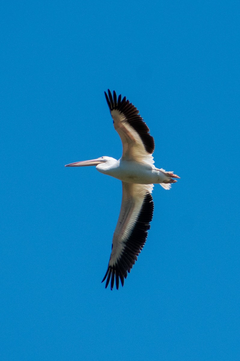 American White Pelican - Dawn S