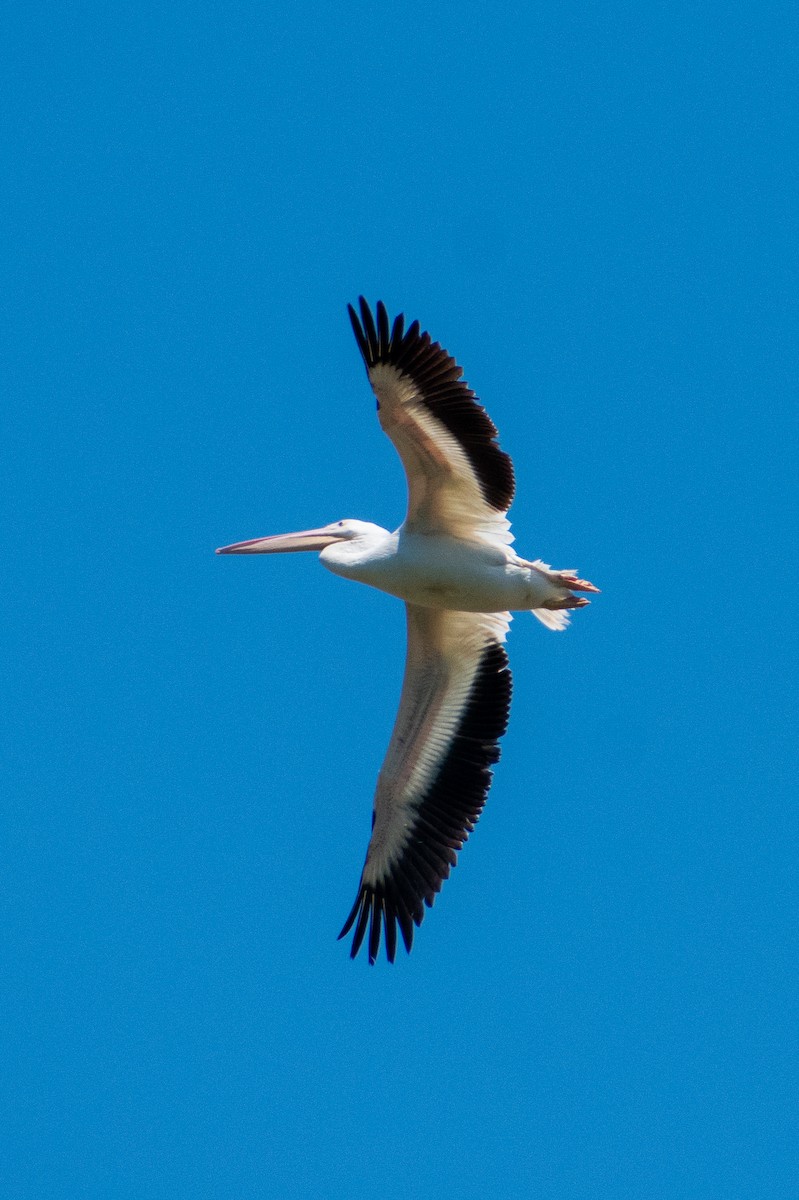 American White Pelican - ML619203154