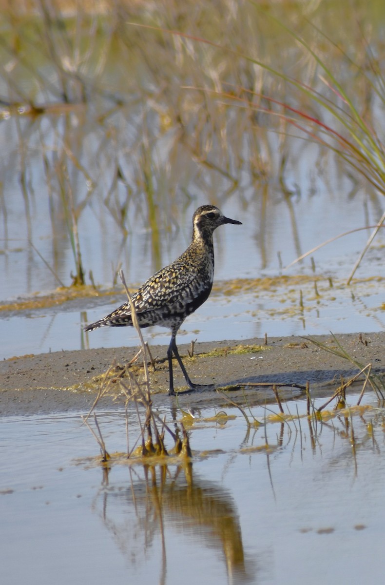 Pacific Golden-Plover - Curt Johnson