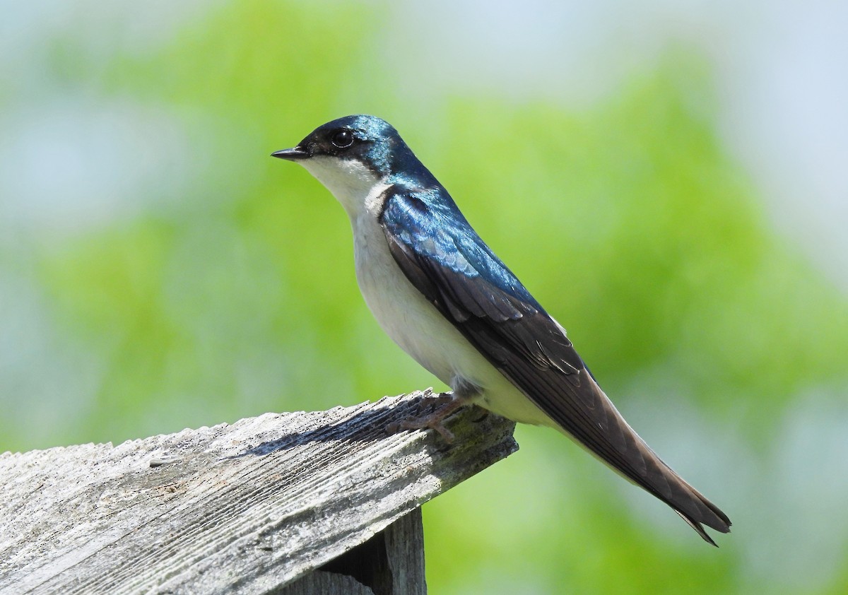 Tree Swallow - Cristina Hartshorn