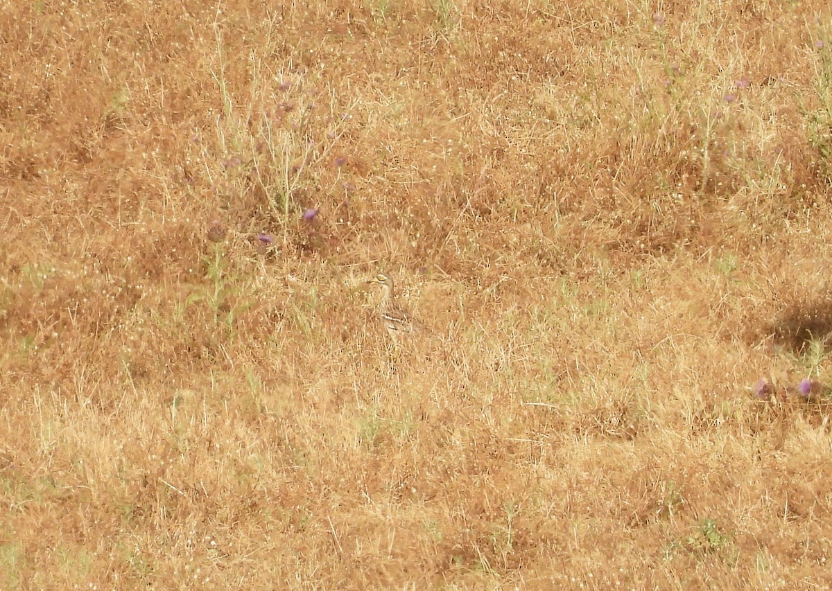 Eurasian Thick-knee - Beth Bruckheimer